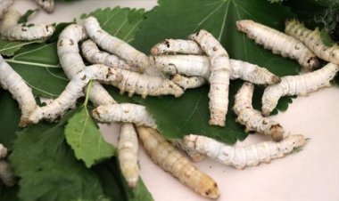 Beyşehir'de kadın çiftçiler  ipekböceği kozası üretiyor