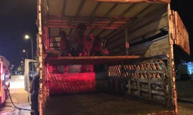 Koyun yüklü kamyonette yangın çıktı