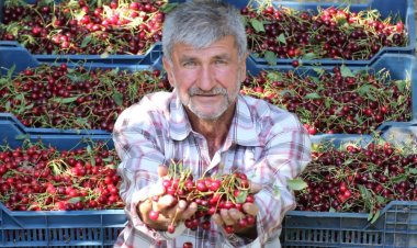 Konya yıllık 30 bin ton üretimle Türkiye 1’incisi