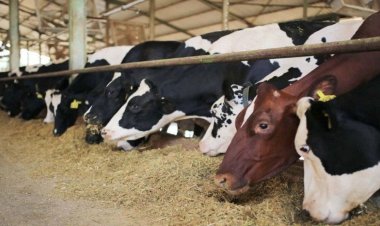 HÜYÜK’TE ŞAP HASTALIĞI…