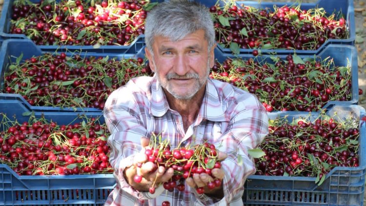 Konya yıllık 30 bin ton üretimle Türkiye 1’incisi