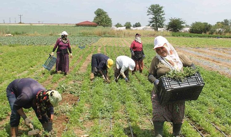 Konya’da tarla sulama kavgası: 4 yaralı