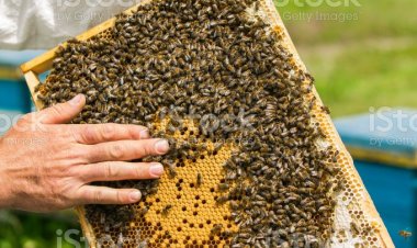 ARILI KOVAN DESTEĞİ PROJESİ’NDE İLK HASAT YAPILDI