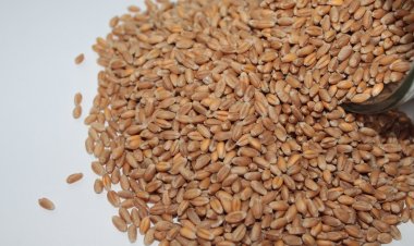 2023 YILI TOHUM FİYATLARI AÇIKLANDI