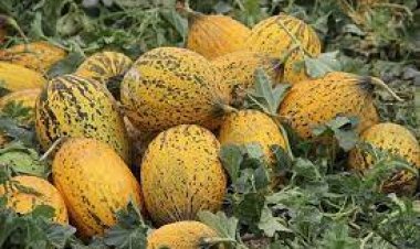 "Çumra Kavunu" hasadı devam ediyor