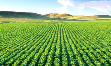 Ekilmeyen arazileri devlet kiraya verecek