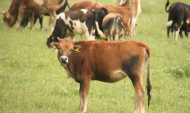 Beyşehir’deki tüm büyükbaş hayvanlar aşılanacak