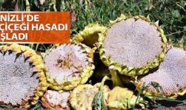 Konya Ovası'nda 640 bin dekarlık  alanda ayçiçeği hasadı başladı