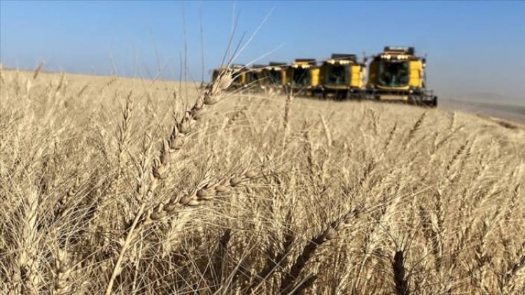 TİGEM işletmelerinden hasat rekoru: 392 bin ton