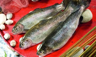 Somon ihracatı 5 yılda yüzde 968 arttı