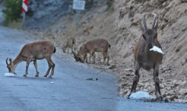 Av ve yaban hayvanlarının korunması  yönetmeliğinde değişikliğe gidildi