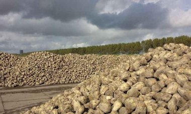 Şeker pancarı alım fiyatı Ton  başına bin 855 lira oldu