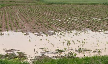 BM: Son 30 yılda afetler nedeniyle tahmini  3,8 trilyon dolarlık mahsul kaybedildi