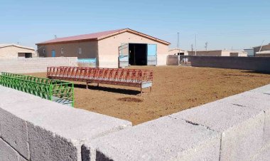 Konya’da ağıla giren kurt koyunları telef etti