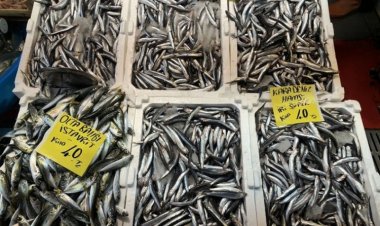 Hamsi fiyatları düştü