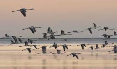 Tuz Gölü'nün misafirlerinin göçü başladı