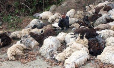 17 koyun telef edildi