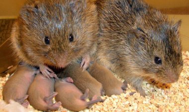 Beyşehir'de Tarla Fareleri Artış Gösteriyor