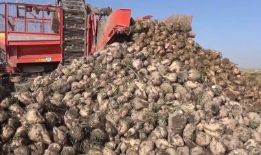 7 milyon ton pancar rekolte beklentisi