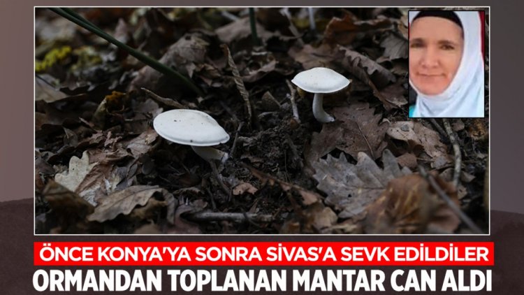 Ormandan toplanan mantar can aldı