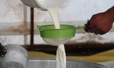 Yoğurdun, peynirin tadı kaçtı