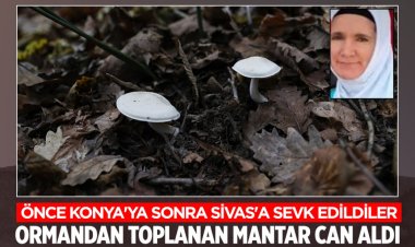 Ormandan toplanan mantar can aldı