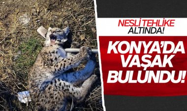 Kulu’da sağlıklı yaşam için çeşitli etkinlikler gerçekeştirildi