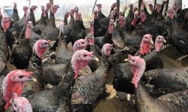 Yılbaşı hindisinin kilosu 350 lira