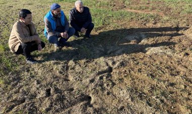 Kulu’da tarımsal alanlarda fare tedirginliği