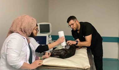 Türkiye’nin en büyük hayvan  hastanesi  hizmette