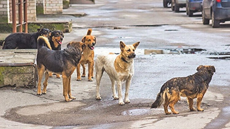 Konya'da sokak köpekleri dehşet saçtı!