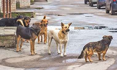 Konya'da sokak köpekleri dehşet saçtı!