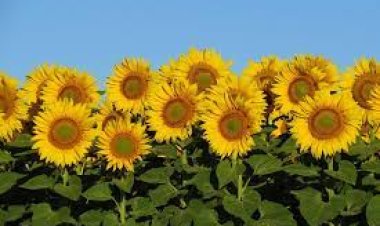 Ayçiçeği tohumu ve ham ayçiçek yağında  gümrük vergisi oranları indirildi