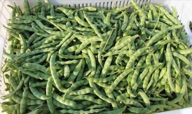 Markette zam şampiyonu taze fasulye