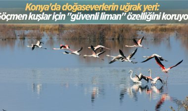 Konya'nın kuş cenneti  flamingolar olmak  üzere birçok canlıya ev sahipliği yapıyor