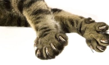 Kedi tırmığı  Görme kaybına yol açabilir