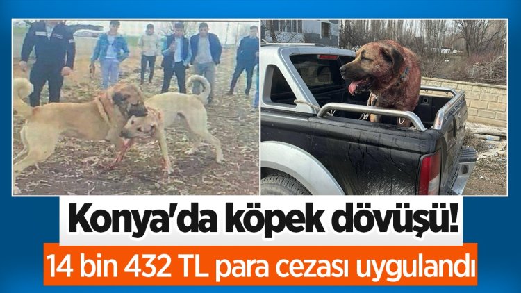 KÖPEK DÖVÜŞÜ