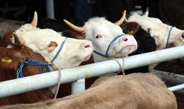 TÜİK: 2023'te büyükbaş ve  küçükbaş hayvan sayıları azaldı