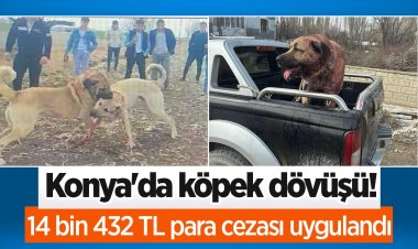 KÖPEK DÖVÜŞÜ