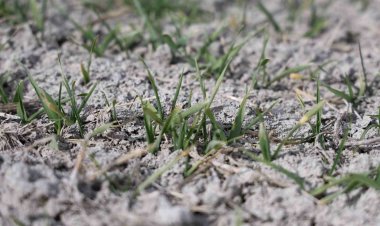 YAĞIŞLAR SEVİNDİRDİ