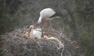 Leylekler Beyşehir’deki yuvalarına gelmeye başladı