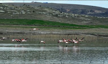 Baharın müjdecisi flamingolar, Tuz Gölü’ne  kuluçka için gelmeye başladı
