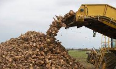 Bakan Yumaklı: 2023-2024 döneminde 1 milyon 161 bin ton şeker üretildi