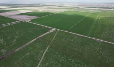 Rekolte için doğru ilaçlama ve sulama önerisi