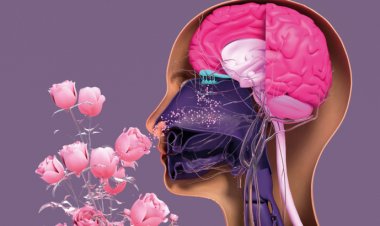 Koku kaybı ve kabızlığa dikkat: Parkinson habercisi olabilir