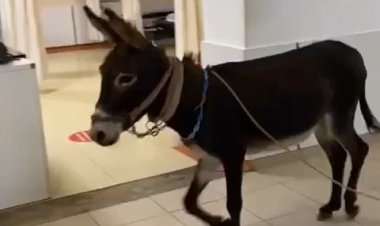 Polisten kaçan eşek acile girdi