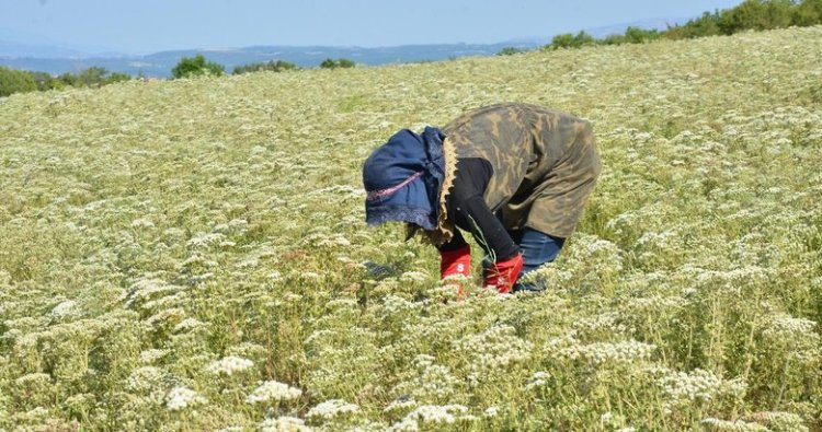 Dünyanın kekik ihtiyacı Denizli’den karşılanıyor