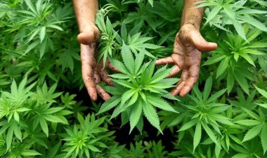 Konya’ya kenevir yetiştiriciliği için izin çıktı