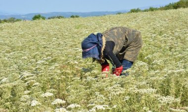 Dünyanın kekik ihtiyacı Denizli’den karşılanıyor