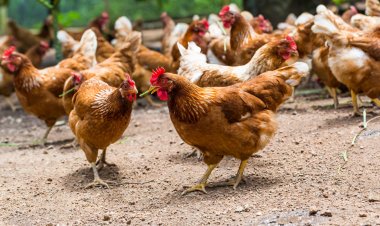 Tavuk eti ihracatına sınırlama getirildi